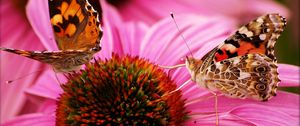 Preview wallpaper butterfly, flower, beautiful, petals