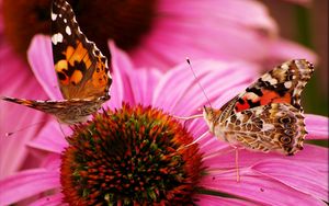 Preview wallpaper butterfly, flower, beautiful, petals