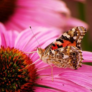 Preview wallpaper butterfly, flower, beautiful, petals