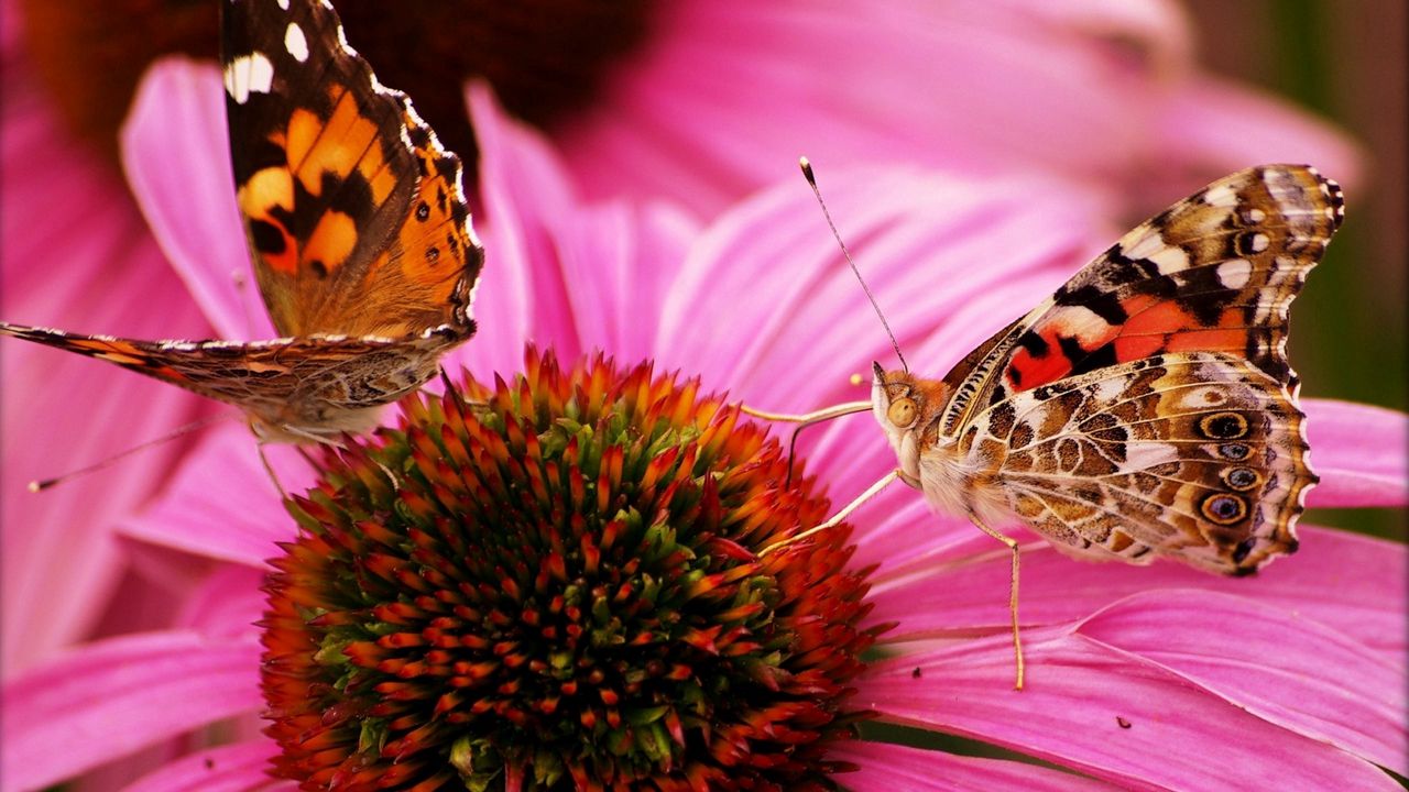 Wallpaper butterfly, flower, beautiful, petals hd, picture, image