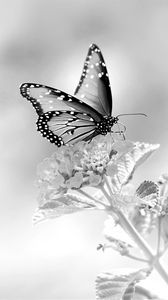 Preview wallpaper butterfly, flower, black and white, macro