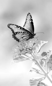 Preview wallpaper butterfly, flower, black and white, macro