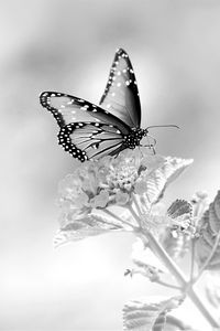 Preview wallpaper butterfly, flower, black and white, macro