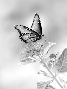 Preview wallpaper butterfly, flower, black and white, macro