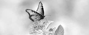 Preview wallpaper butterfly, flower, black and white, macro