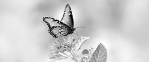 Preview wallpaper butterfly, flower, black and white, macro