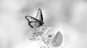 Preview wallpaper butterfly, flower, black and white, macro
