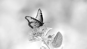 Preview wallpaper butterfly, flower, black and white, macro