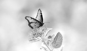 Preview wallpaper butterfly, flower, black and white, macro