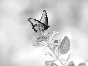 Preview wallpaper butterfly, flower, black and white, macro