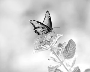 Preview wallpaper butterfly, flower, black and white, macro