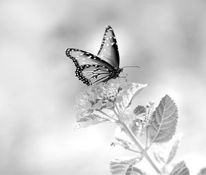 Preview wallpaper butterfly, flower, black and white, macro