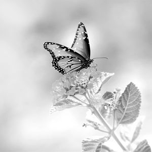 Preview wallpaper butterfly, flower, black and white, macro