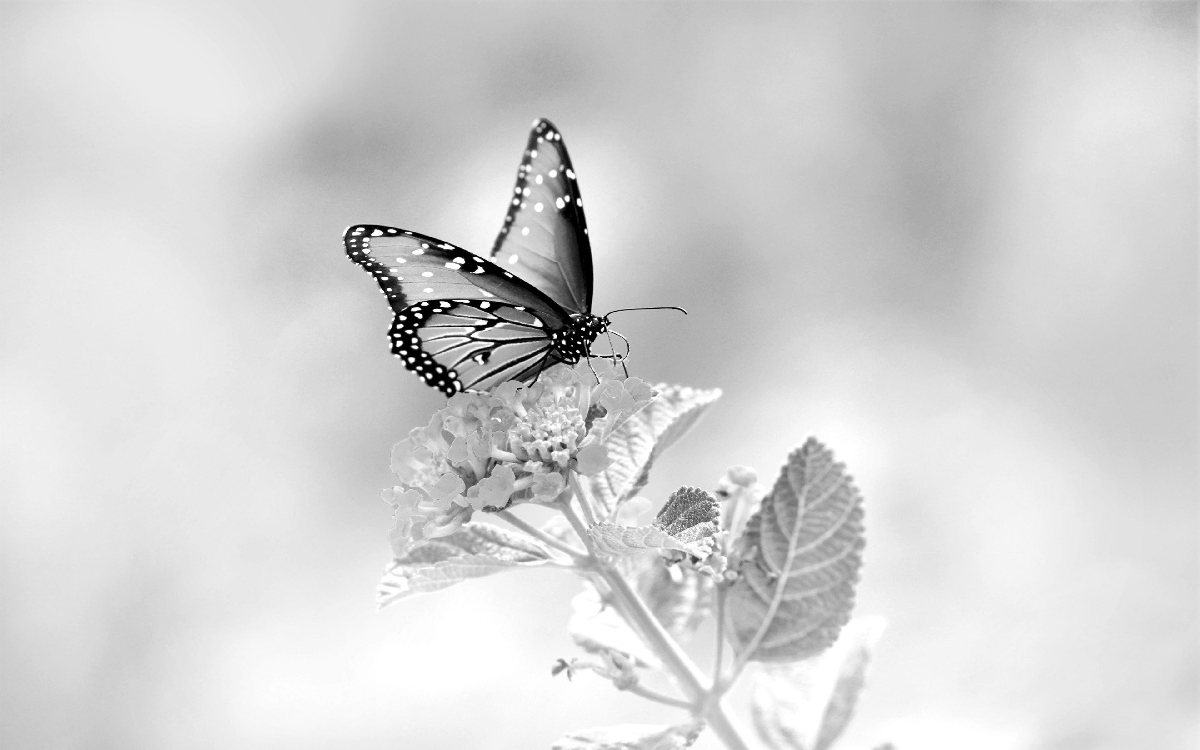 Download wallpaper 3840x2400 butterfly, flower, black and white, macro ...