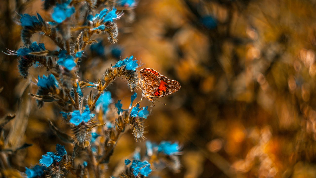 Wallpaper butterfly, flower, blue, insect, macro