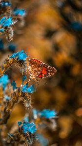 Preview wallpaper butterfly, flower, blue, insect, macro