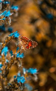 Preview wallpaper butterfly, flower, blue, insect, macro