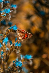 Preview wallpaper butterfly, flower, blue, insect, macro