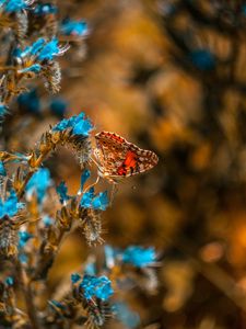 Preview wallpaper butterfly, flower, blue, insect, macro