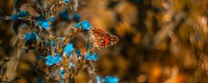 Preview wallpaper butterfly, flower, blue, insect, macro