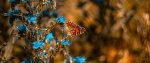 Preview wallpaper butterfly, flower, blue, insect, macro