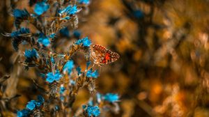 Preview wallpaper butterfly, flower, blue, insect, macro