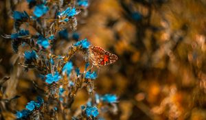 Preview wallpaper butterfly, flower, blue, insect, macro