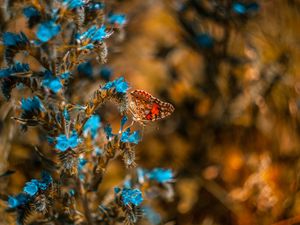 Preview wallpaper butterfly, flower, blue, insect, macro