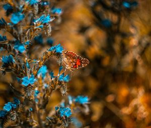 Preview wallpaper butterfly, flower, blue, insect, macro