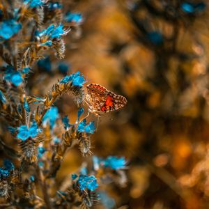 Preview wallpaper butterfly, flower, blue, insect, macro