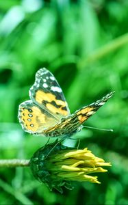 Preview wallpaper butterfly, flower, blur, close-up