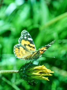 Preview wallpaper butterfly, flower, blur, close-up