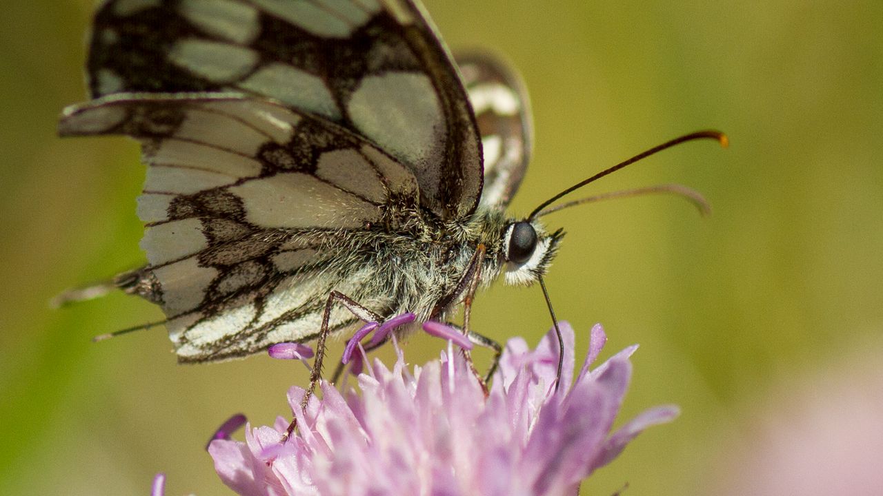 Wallpaper butterfly, flower, blur, macro