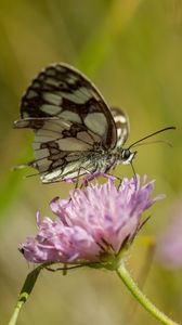 Preview wallpaper butterfly, flower, blur, macro