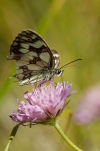 Preview wallpaper butterfly, flower, blur, macro