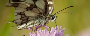 Preview wallpaper butterfly, flower, blur, macro