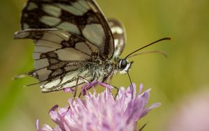 Preview wallpaper butterfly, flower, blur, macro