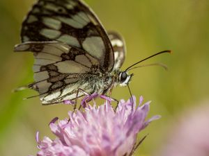 Preview wallpaper butterfly, flower, blur, macro