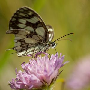 Preview wallpaper butterfly, flower, blur, macro