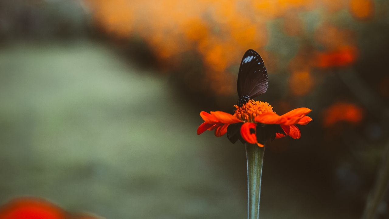 Wallpaper butterfly, flower, bright