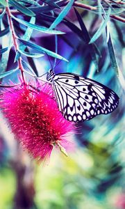 Preview wallpaper butterfly, flower, bright, blur