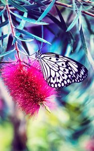 Preview wallpaper butterfly, flower, bright, blur