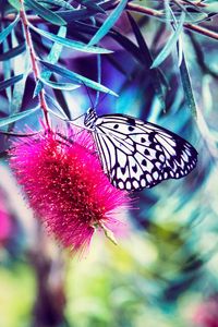 Preview wallpaper butterfly, flower, bright, blur