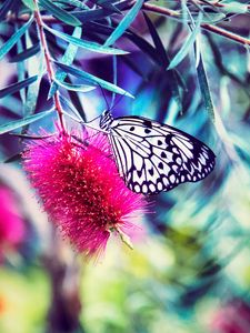 Preview wallpaper butterfly, flower, bright, blur