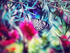 Preview wallpaper butterfly, flower, bright, blur