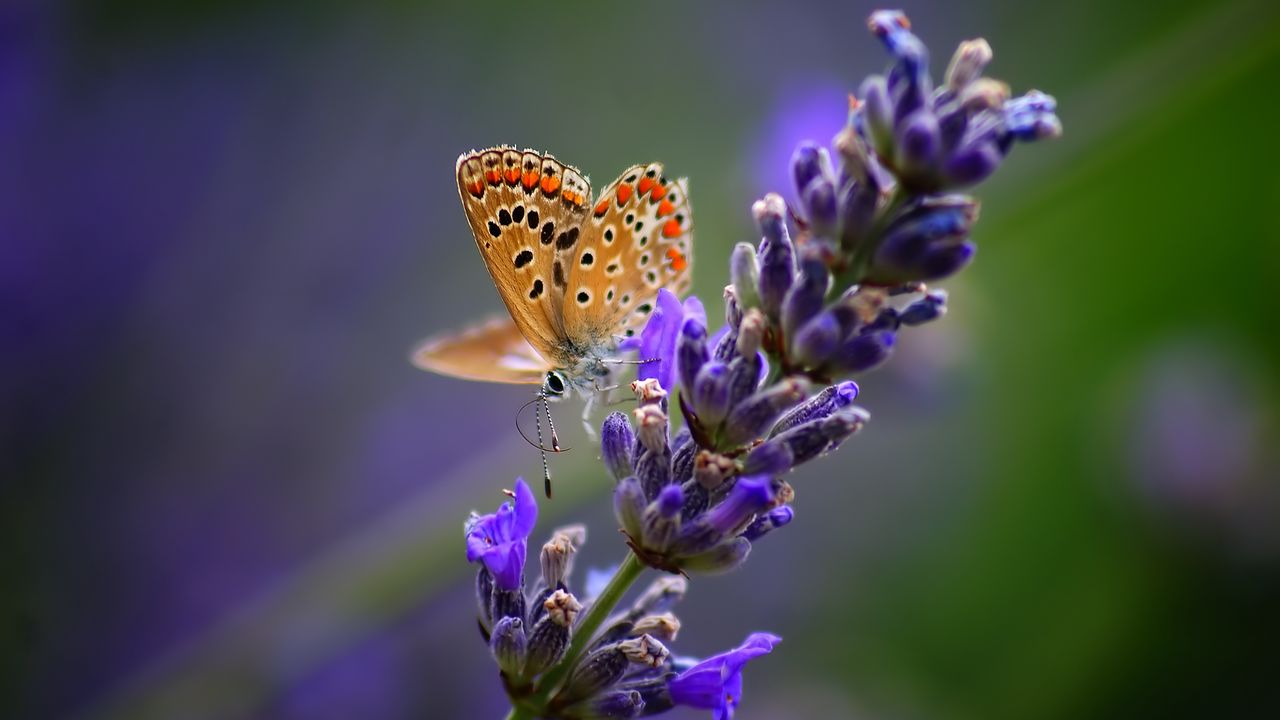 Wallpaper butterfly, flower, bright, background