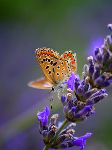 Preview wallpaper butterfly, flower, bright, background