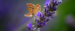 Preview wallpaper butterfly, flower, bright, background