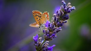 Preview wallpaper butterfly, flower, bright, background