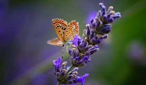 Preview wallpaper butterfly, flower, bright, background